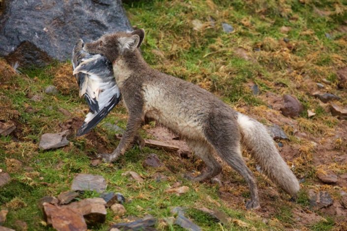 Arctic fox with prey Svalbard 17-08-2015