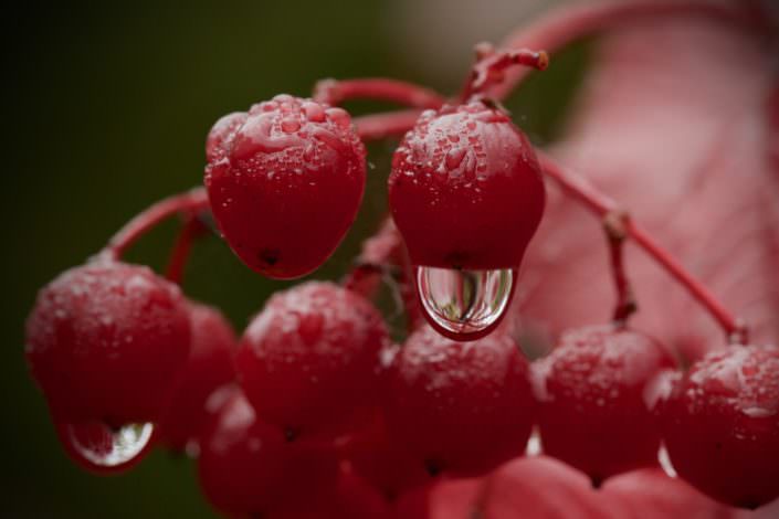 Berries with raindrop Bridel 24-09-2015