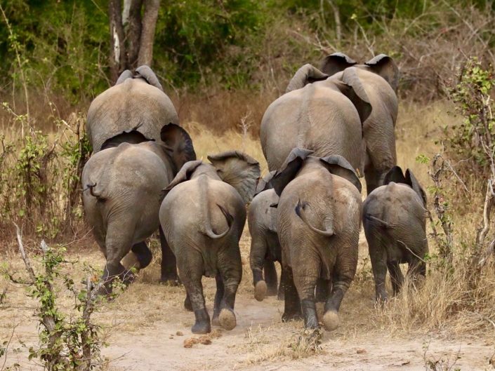 Elephant herd running away Zimbabwe 29-09-2017