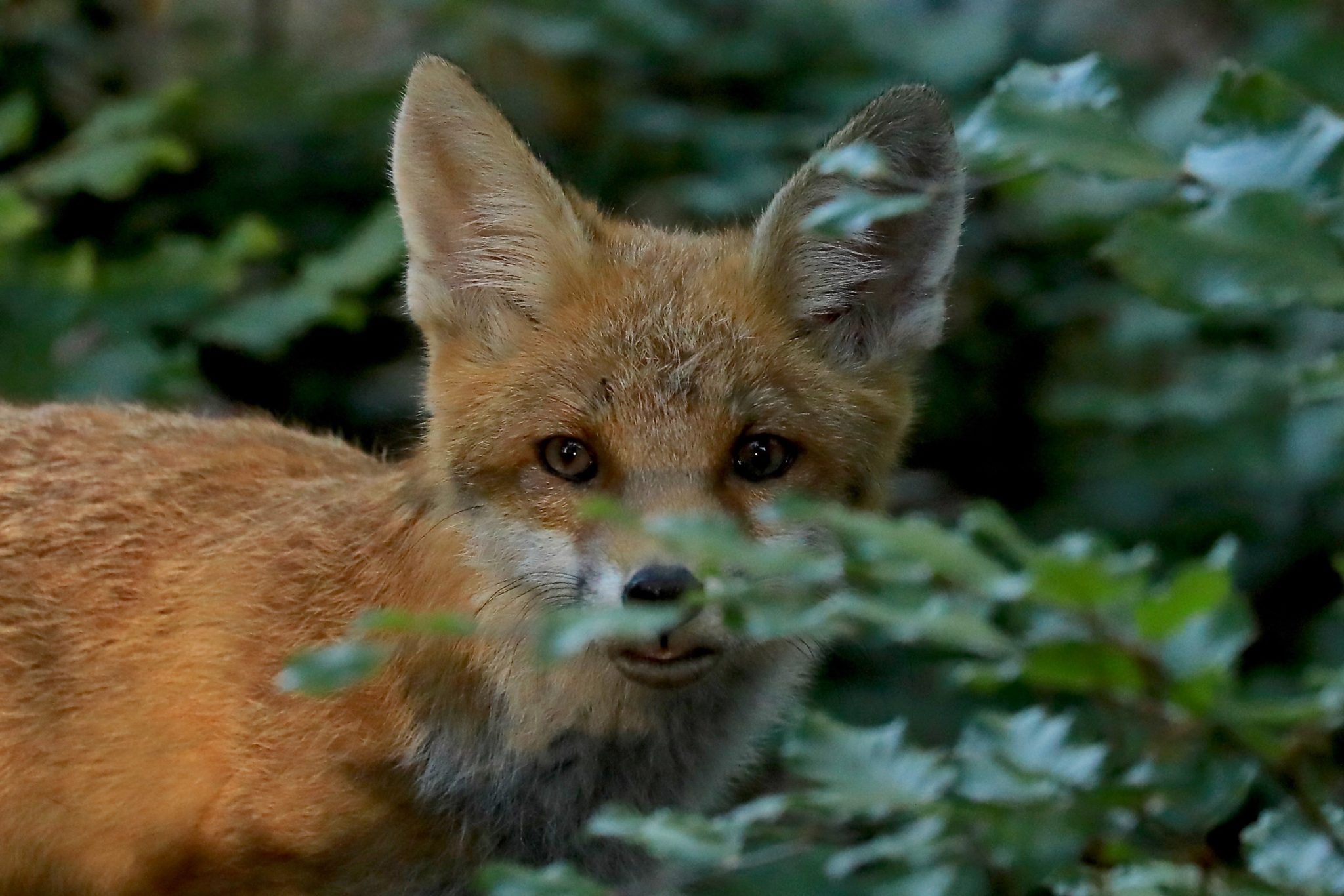 Fox cub Kopstal July 2017