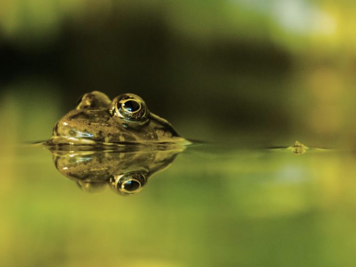 Frog reflexion pond near Innsbruck 23-06-2016