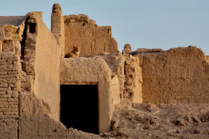 Golden Jackal on the remains of a pre-islamic dwelling Nain Iran May 2016