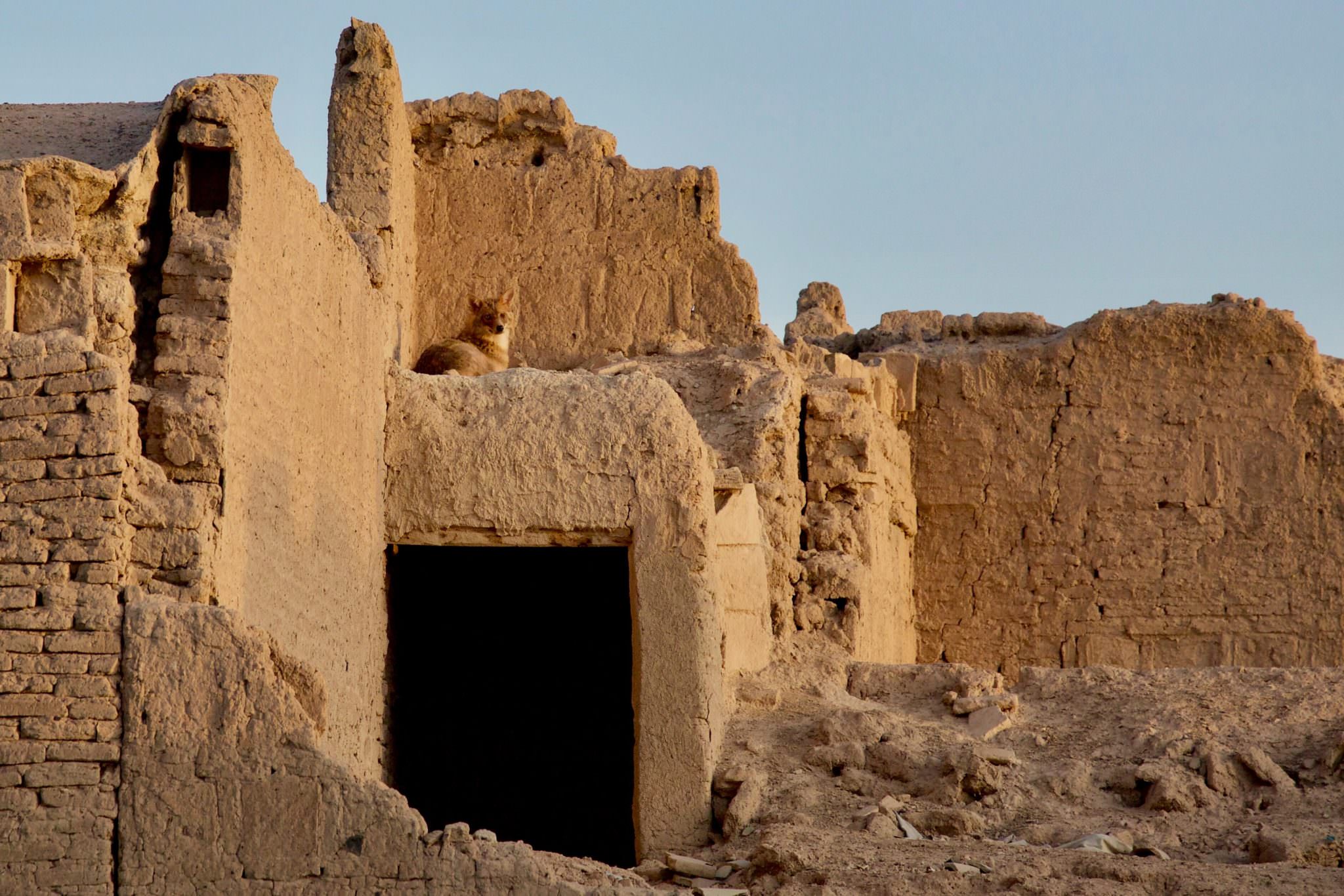 Golden Jackal on the remains of a pre-islamic dwelling Nain Iran May 2016