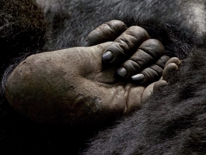 Gorilla hand holding foot Virunga Mountains March 2016