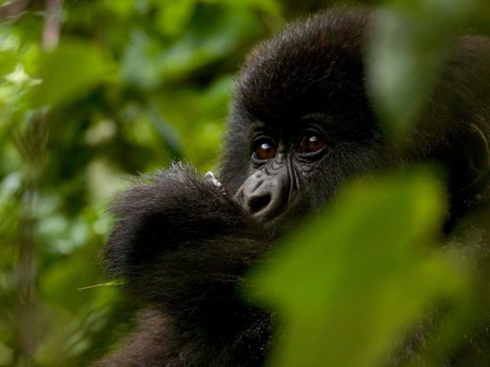 Gorilla in a tree Virunga Mountains March 2016