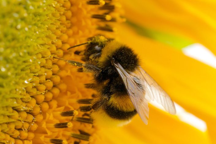 Honey bee on sunflower August 2017