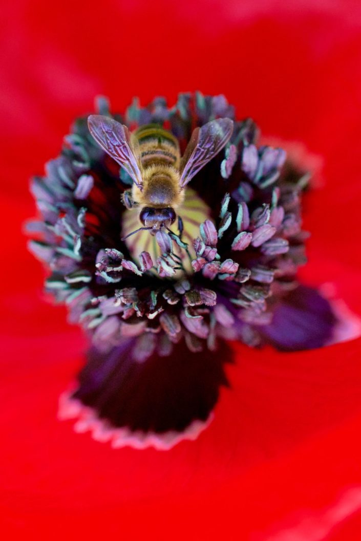 Honeybee in poppy