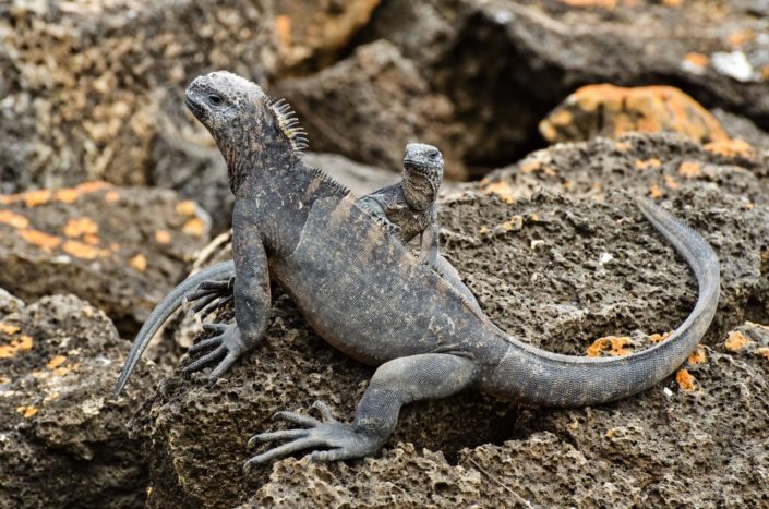 Iguanas terrestres Galapagos August 2015