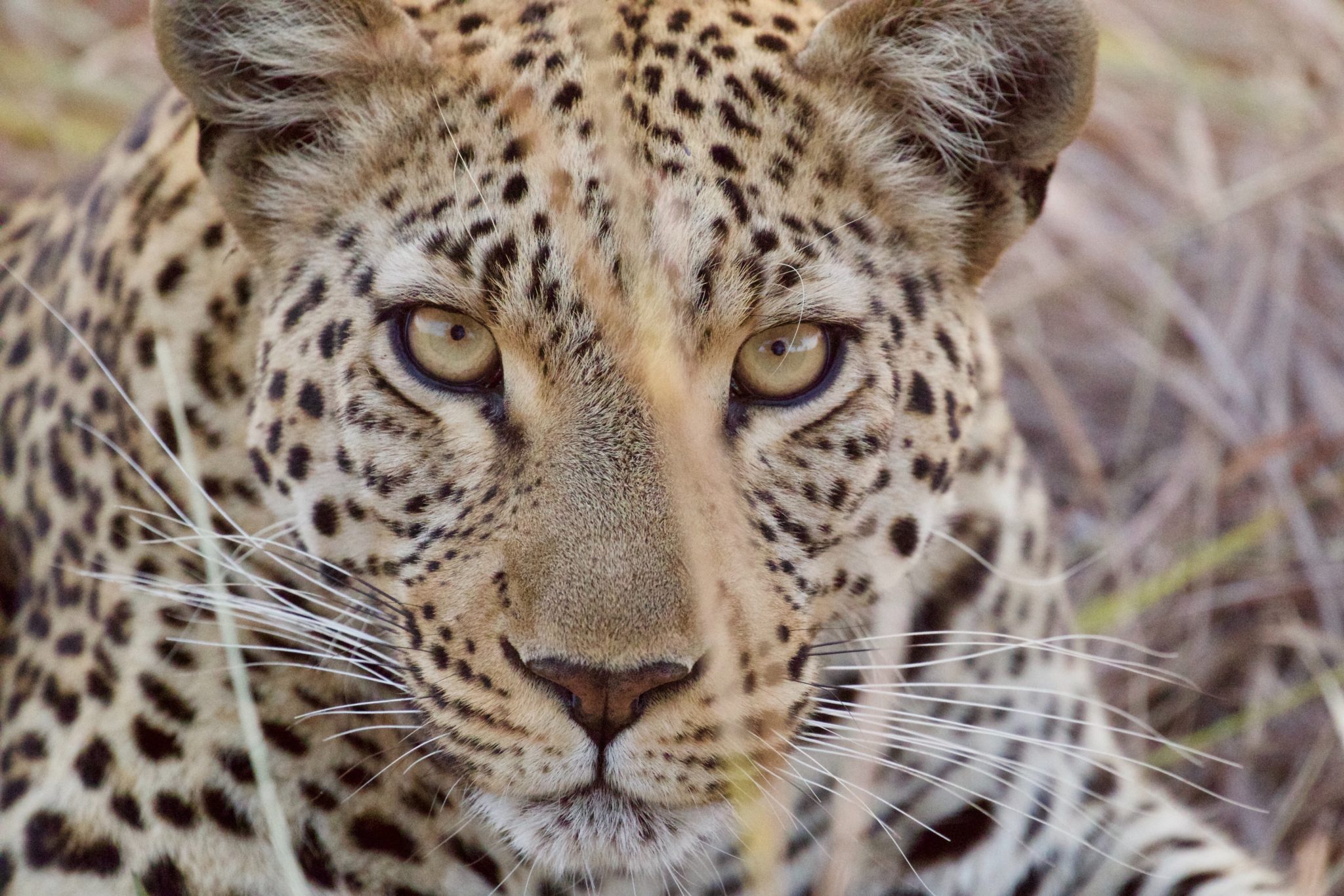 Leopard Okavango Delta 05-08-2016