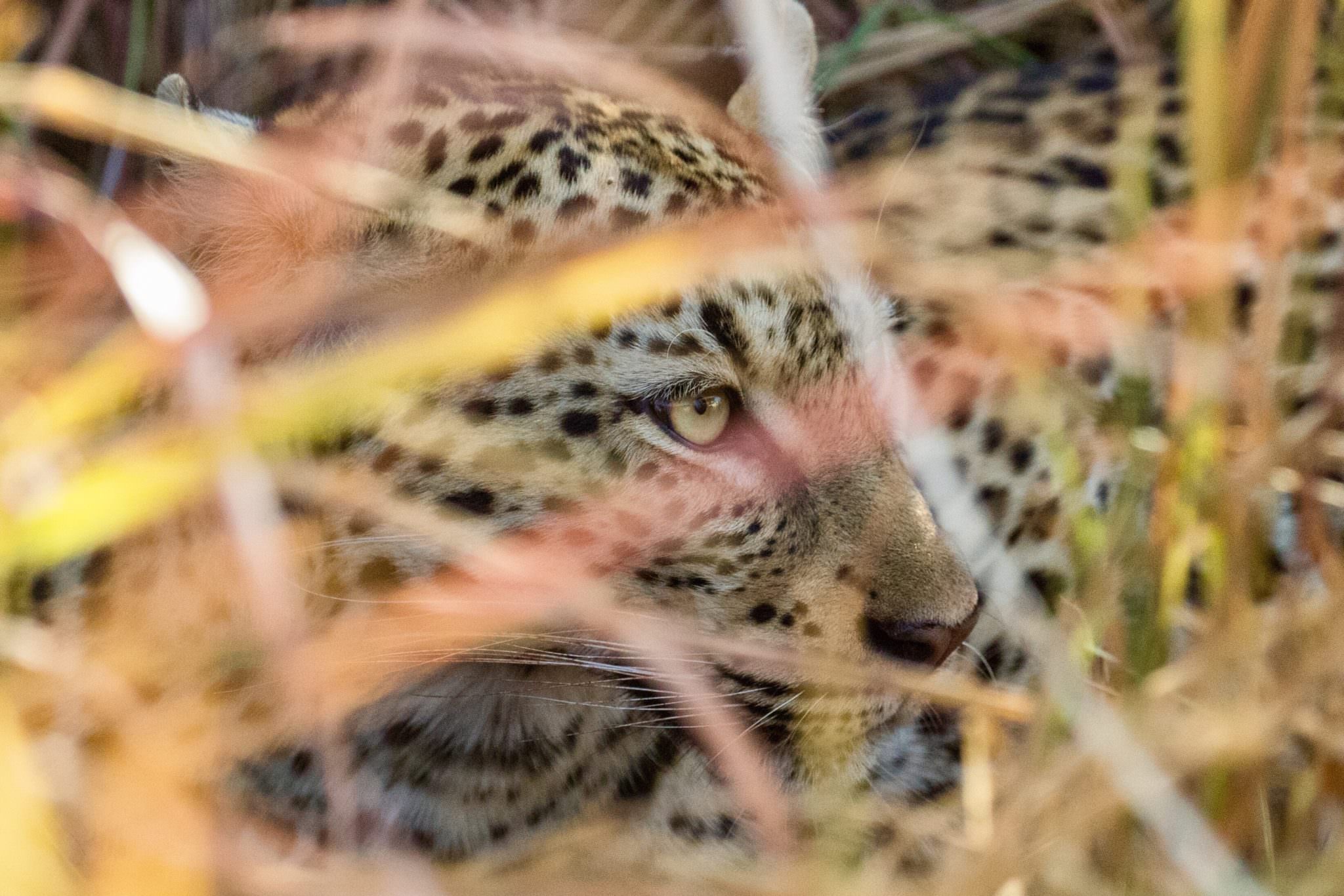 Leopard after feeding Okavango Delta July 2016