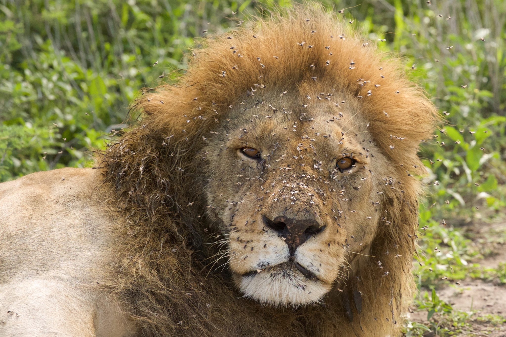 Lion after feeding Serengeti January 2014