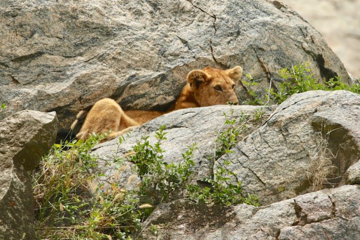 Lion cub keeping cool on a Kopje Serengeti January 2014
