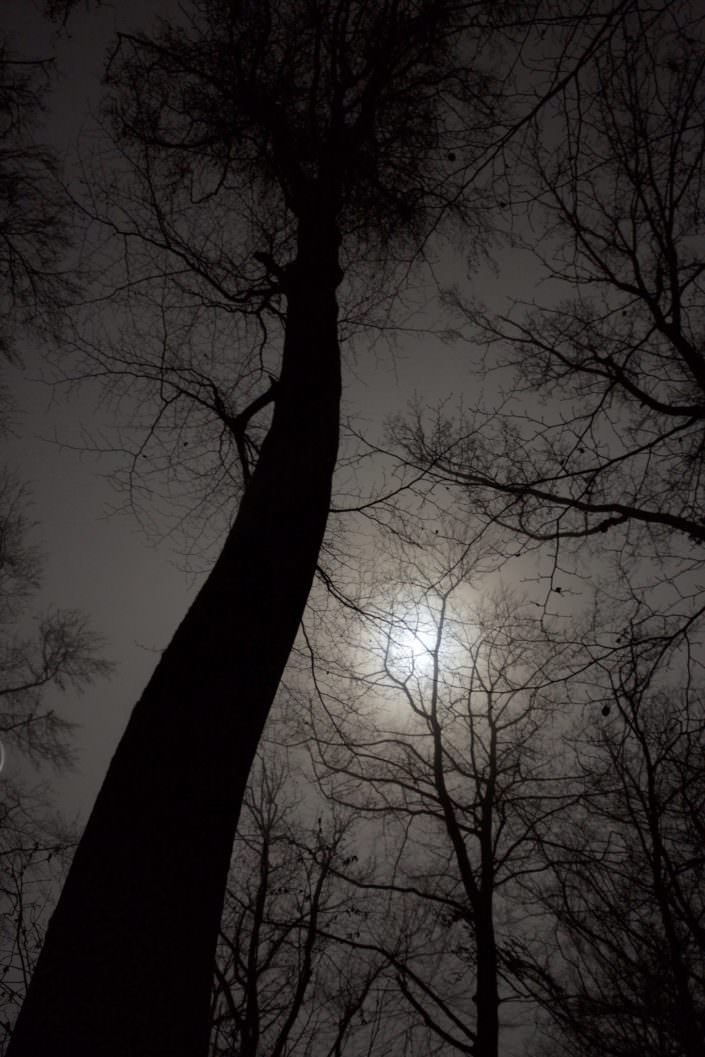 Night in the woods of Kehlen