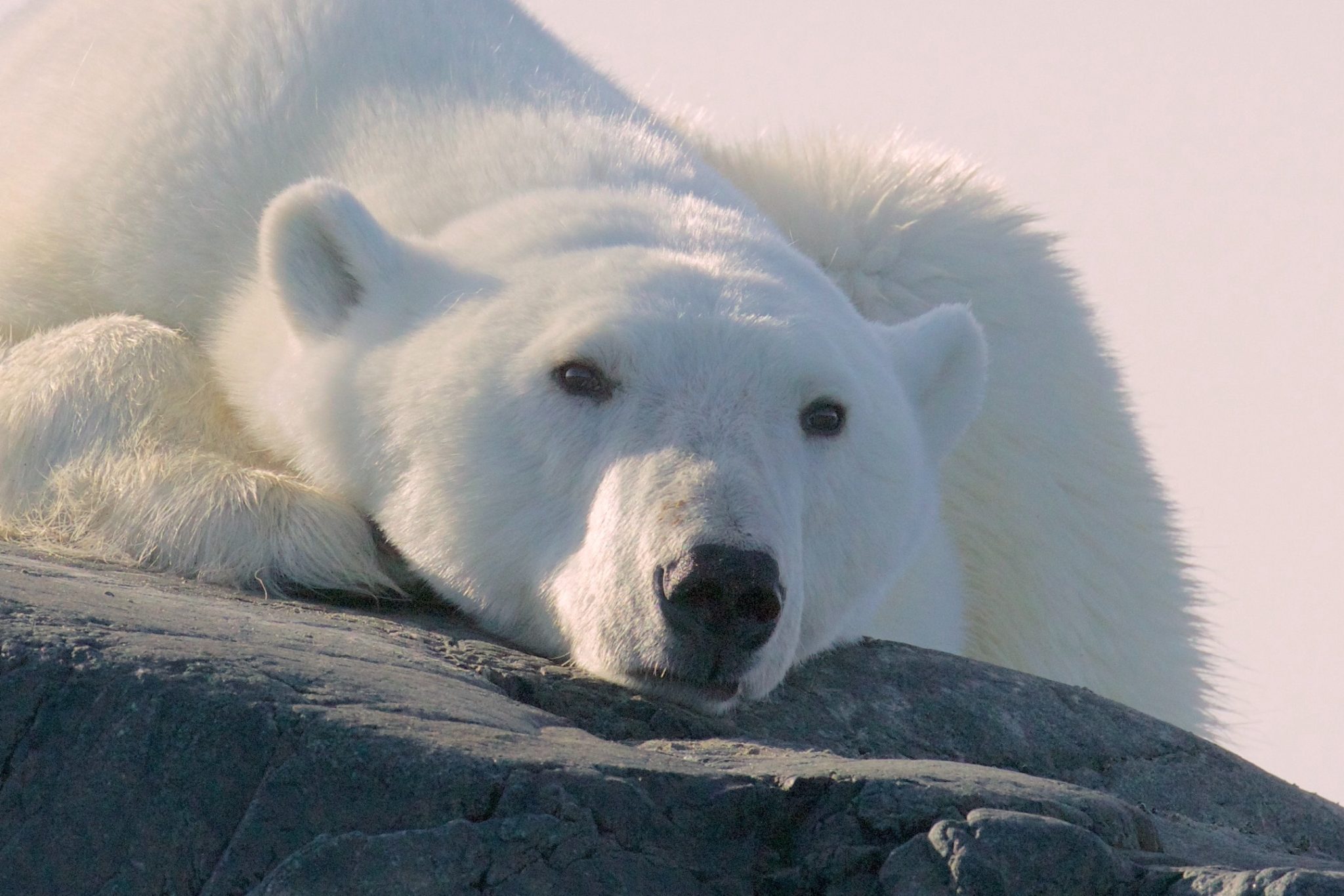 Polar bear Svalbard August 2015