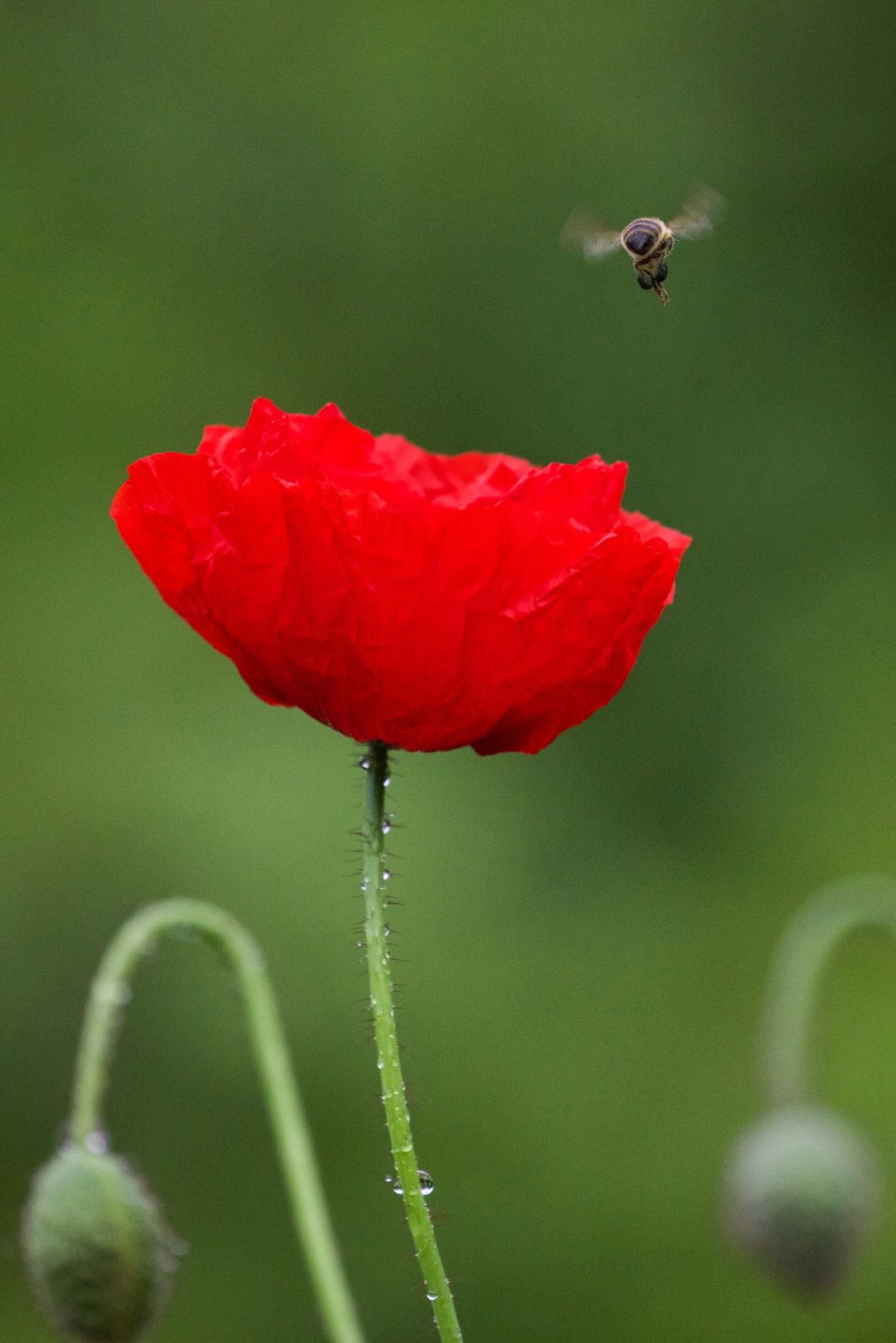 Poppy with bee