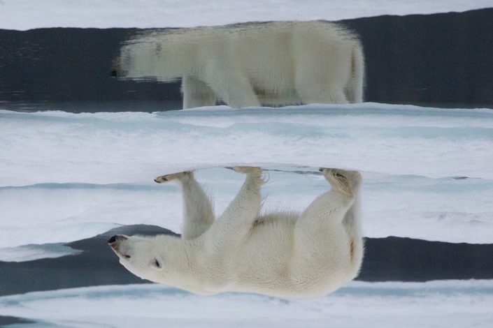 Reflexion of Polar bear Svalbard August 2015
