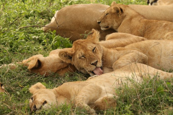 Sleeping lion cubs Serengeti 26-01-2014