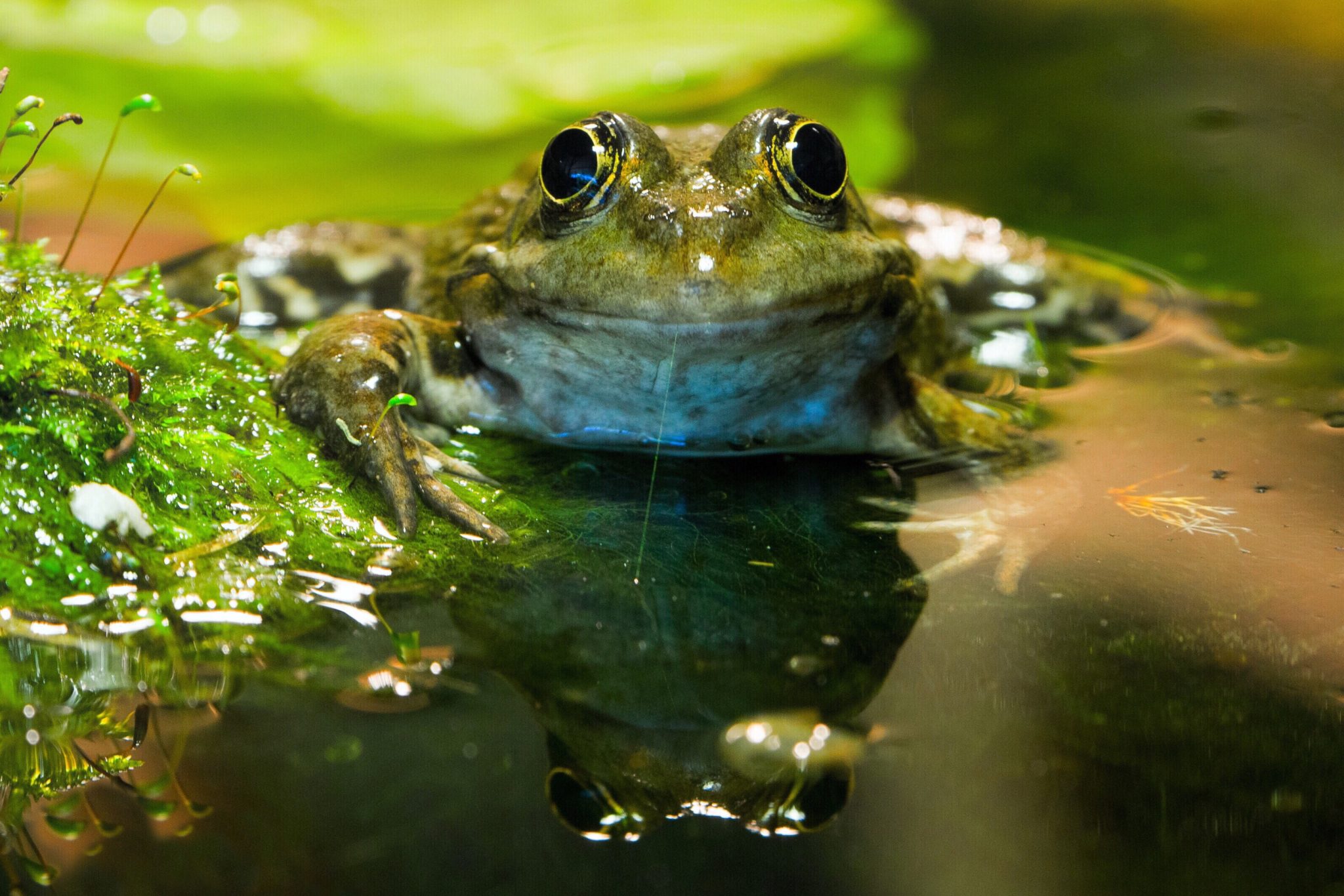 Waterfrog pond near Innsbruck May 2016