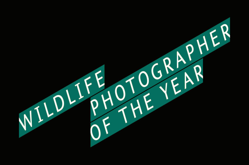 wildlife photographer of the year 2017