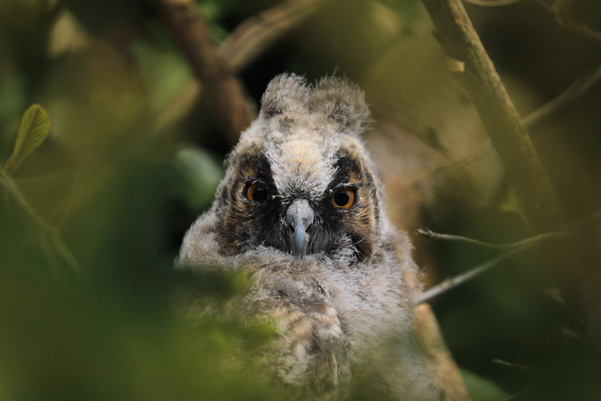 Young Long-eared owl Kopstal May 2107